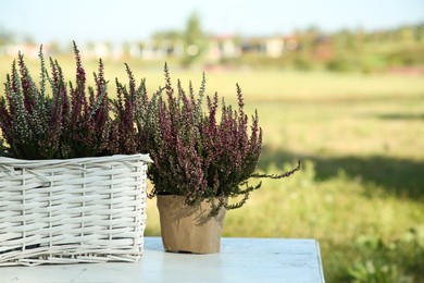 Photo of Beautiful heather flowers on white table outdoors, space for text