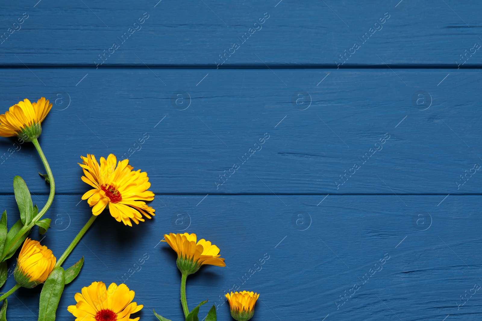 Photo of Beautiful fresh calendula flowers on blue wooden table, flat lay. Space for text