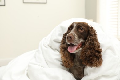 Adorable dog covered with blanket at home
