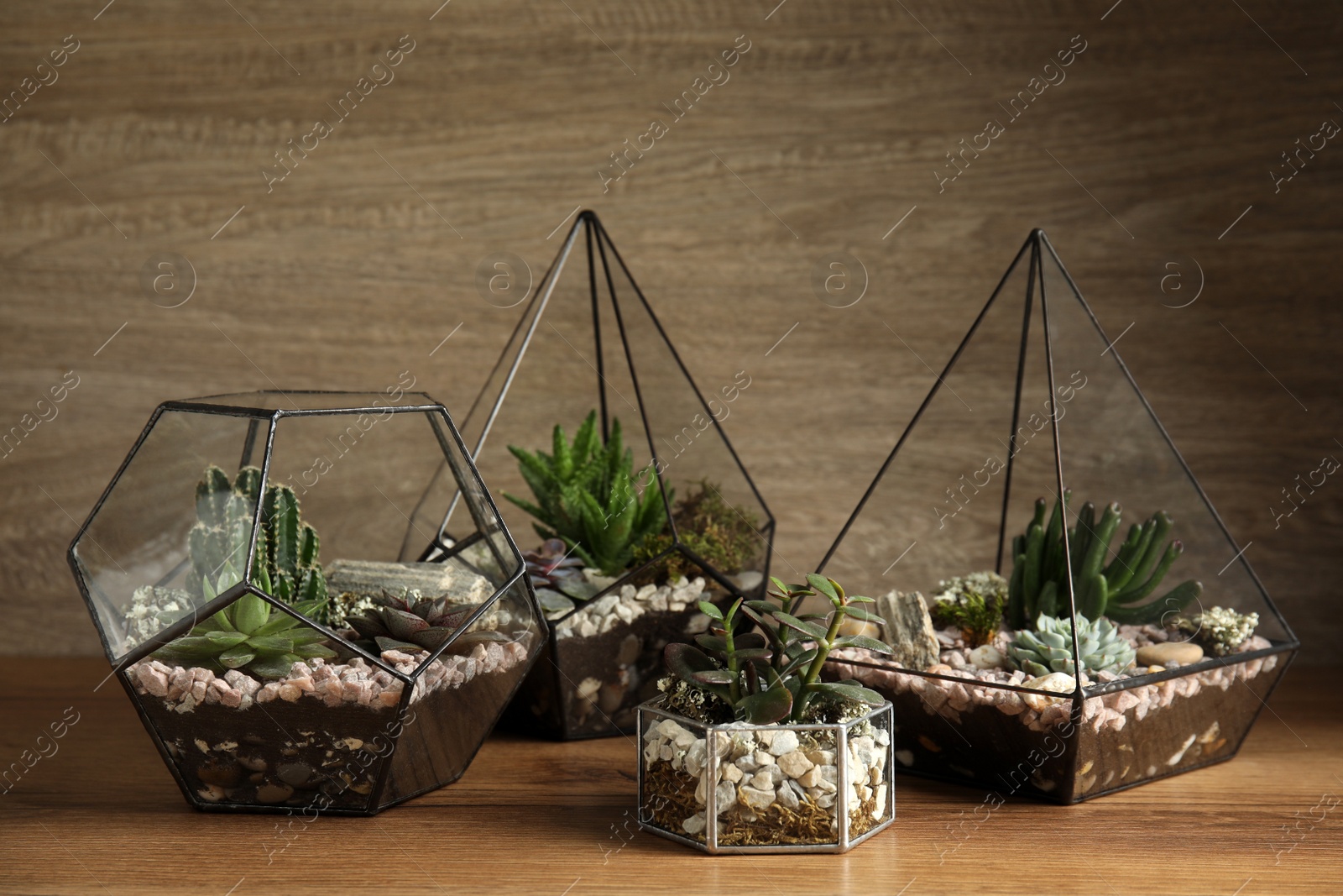 Photo of Glass florarium vases with succulents on wooden table