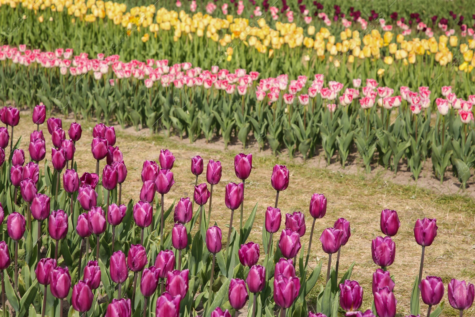 Photo of Beautiful colorful tulip flowers growing in field