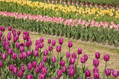 Beautiful colorful tulip flowers growing in field