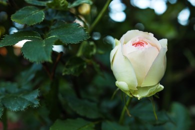 Photo of Beautiful rose bud on bush outdoors, closeup. Space for text