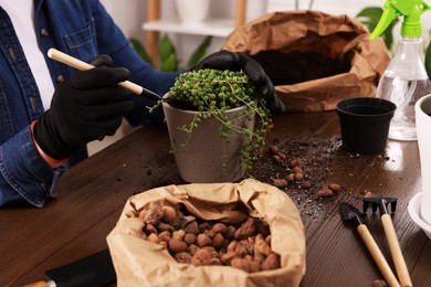 Photo of Woman transplanting houseplant into new pot at wooden table indoors, closeup