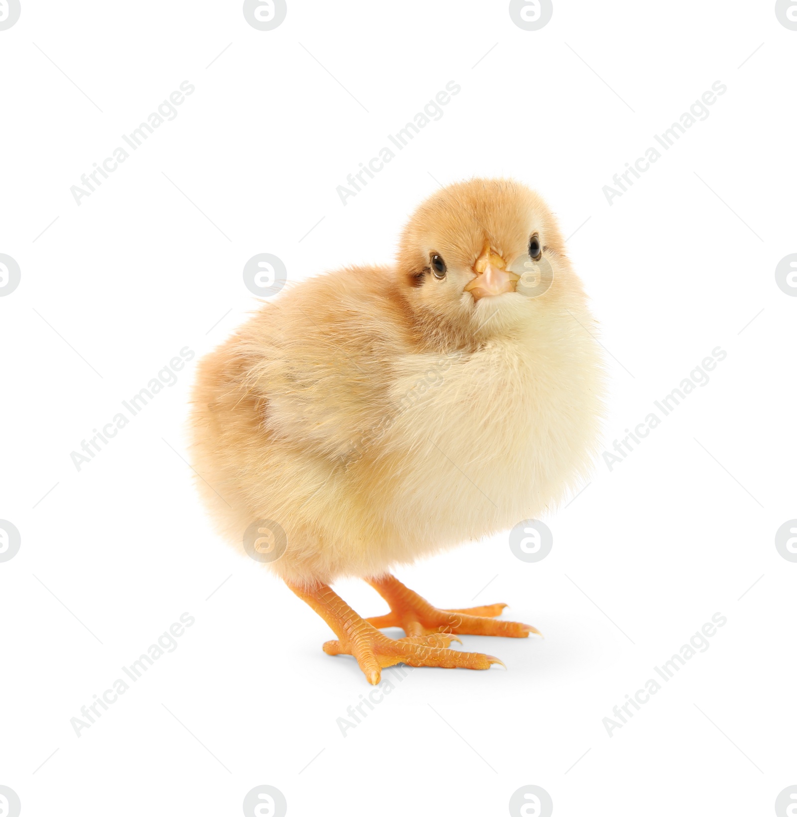 Photo of One cute chick isolated on white. Baby animal