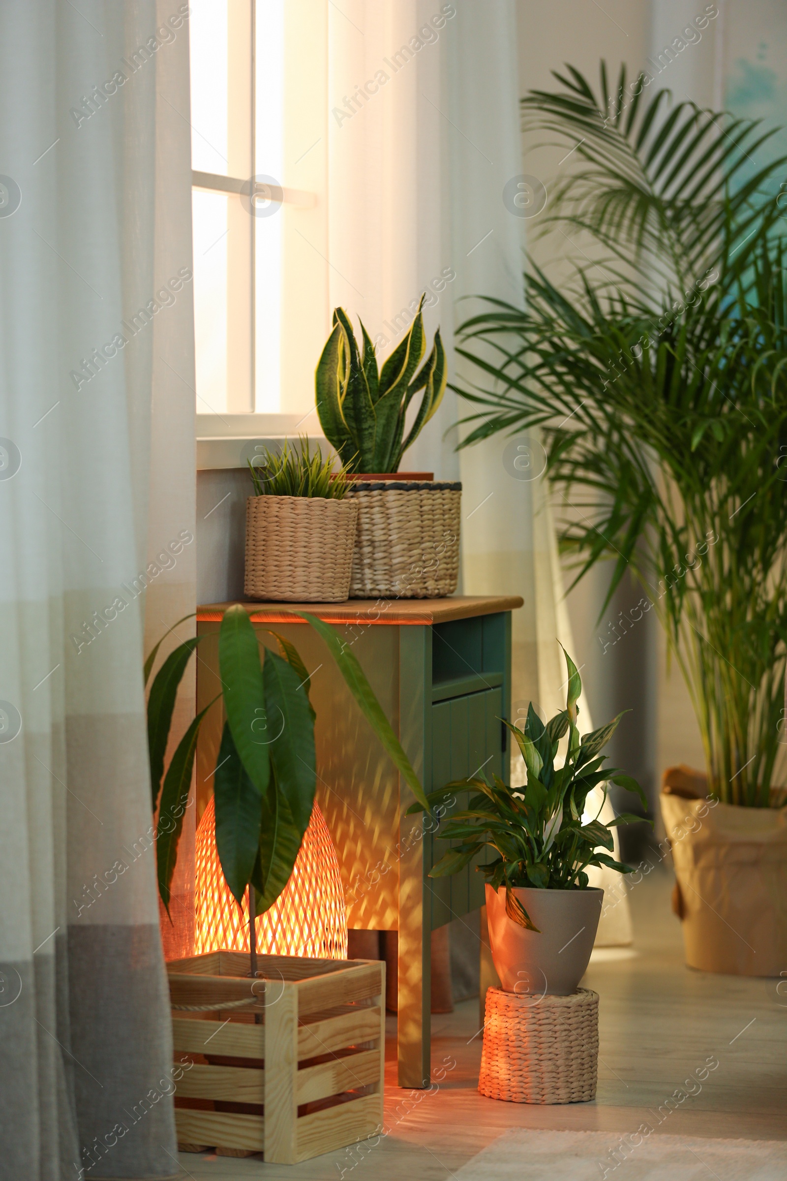 Photo of Living room interior with green houseplants near window