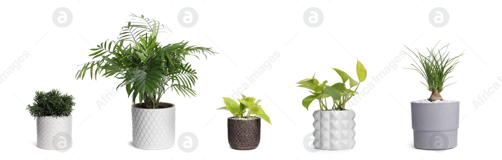 Image of Set with different beautiful houseplants on white background. Banner design