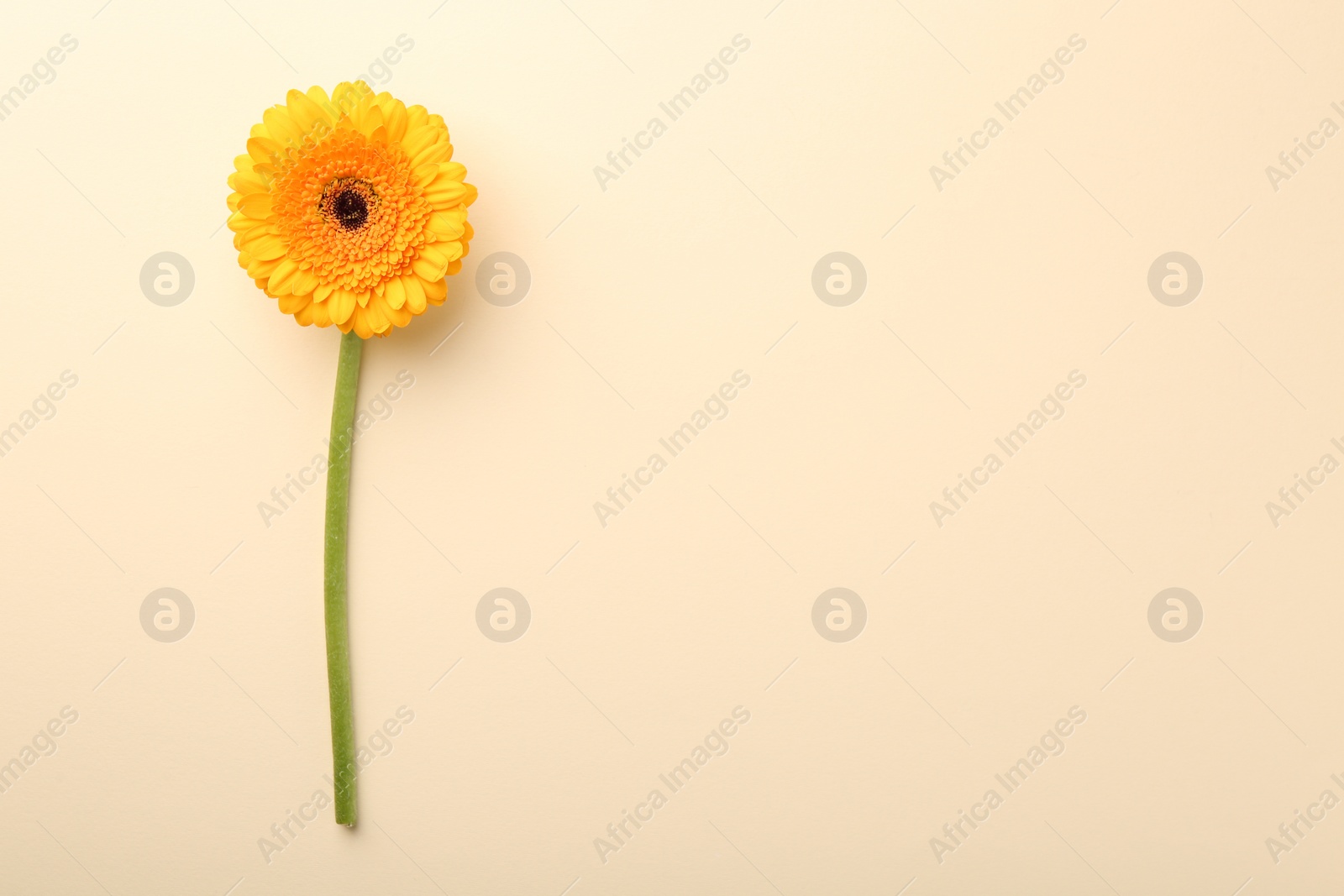 Photo of Beautiful yellow gerbera flower on beige background, top view. Space for text