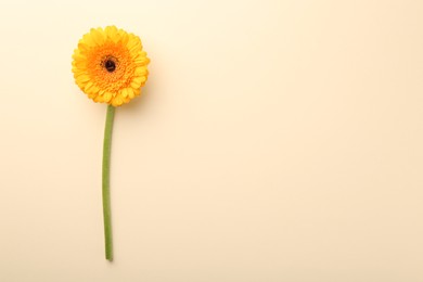 Photo of Beautiful yellow gerbera flower on beige background, top view. Space for text