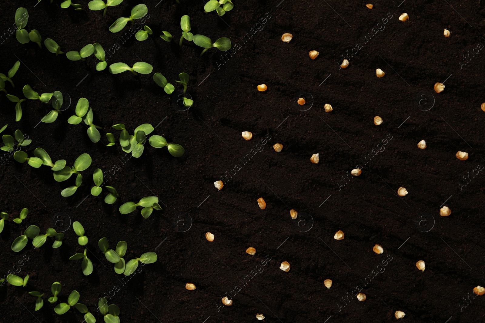 Photo of Corn seeds and vegetable seedlings in fertile soil, top view