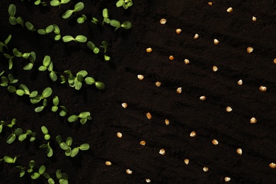 Corn seeds and vegetable seedlings in fertile soil, top view