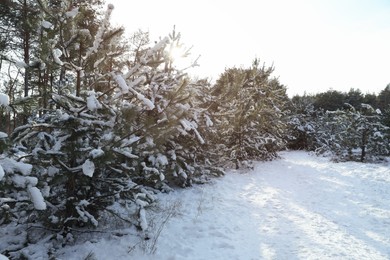 Photo of Beautiful view of conifer forest on snowy winter day