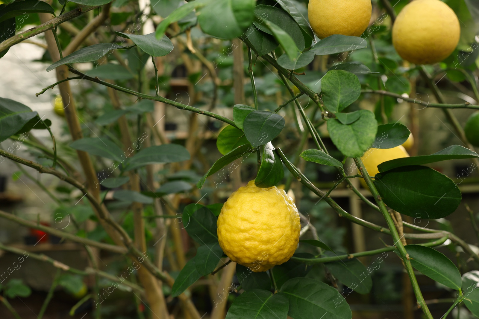 Photo of Lemon tree with ripe fruits in greenhouse