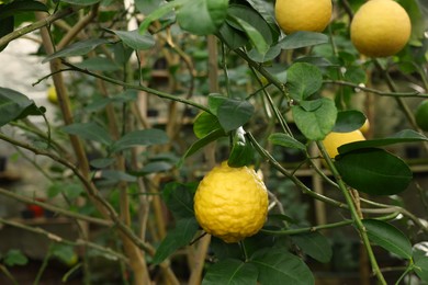 Lemon tree with ripe fruits in greenhouse