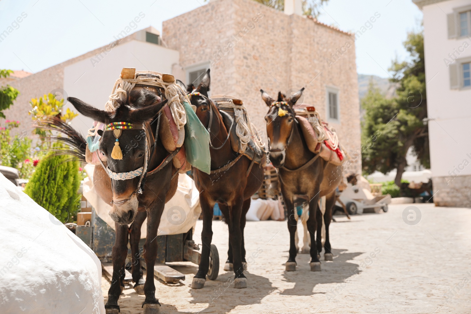 Photo of Cute donkeys with tack and pretty accessories on city street