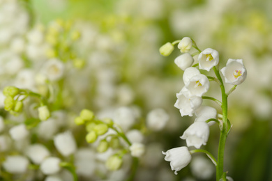 Photo of Beautiful lily of the valley on blurred background, closeup. Space for text