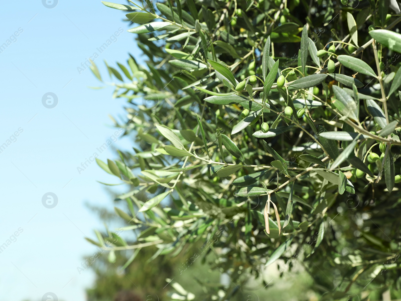 Photo of Beautiful olive tree with green leaves and fruits on sunny day