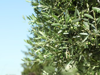 Beautiful olive tree with green leaves and fruits on sunny day