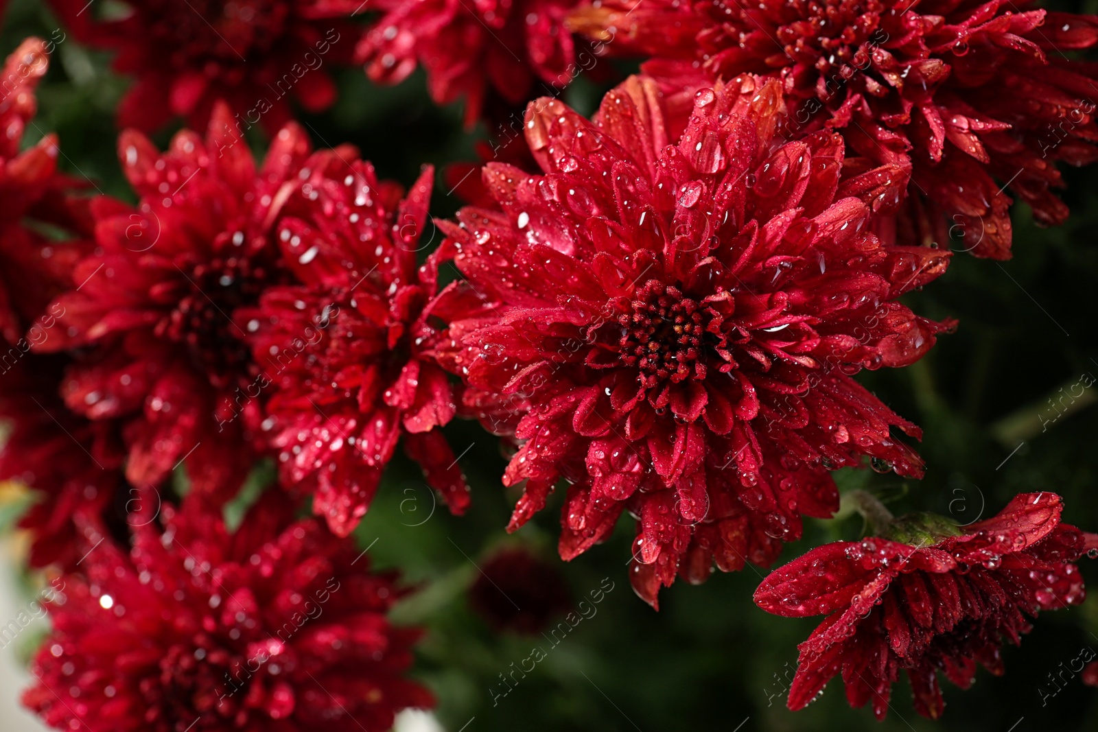 Photo of Beautiful red chrysanthemum flowers with water drops, closeup