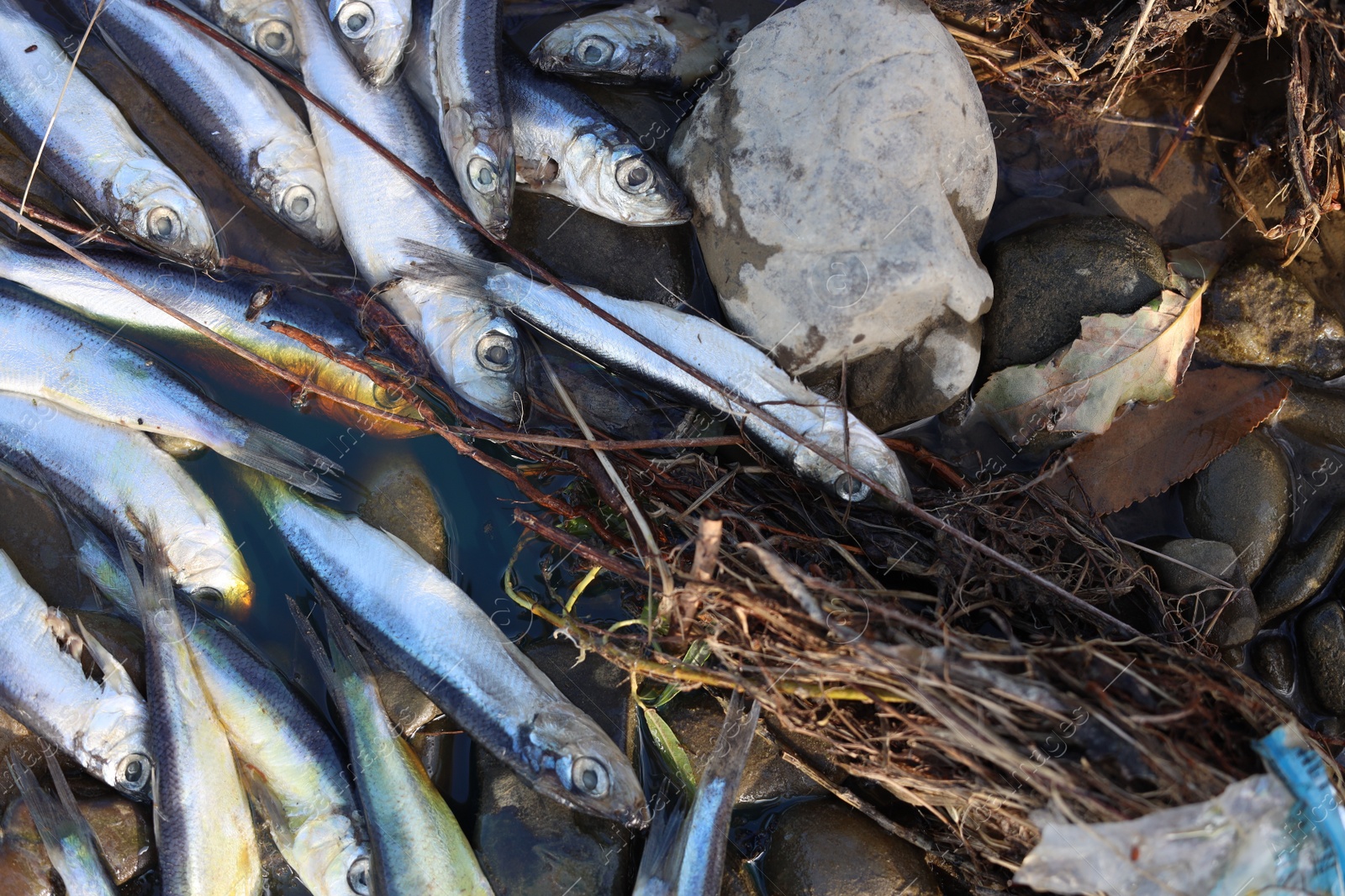 Photo of Dead fishes on stones near river, closeup. Environmental pollution concept