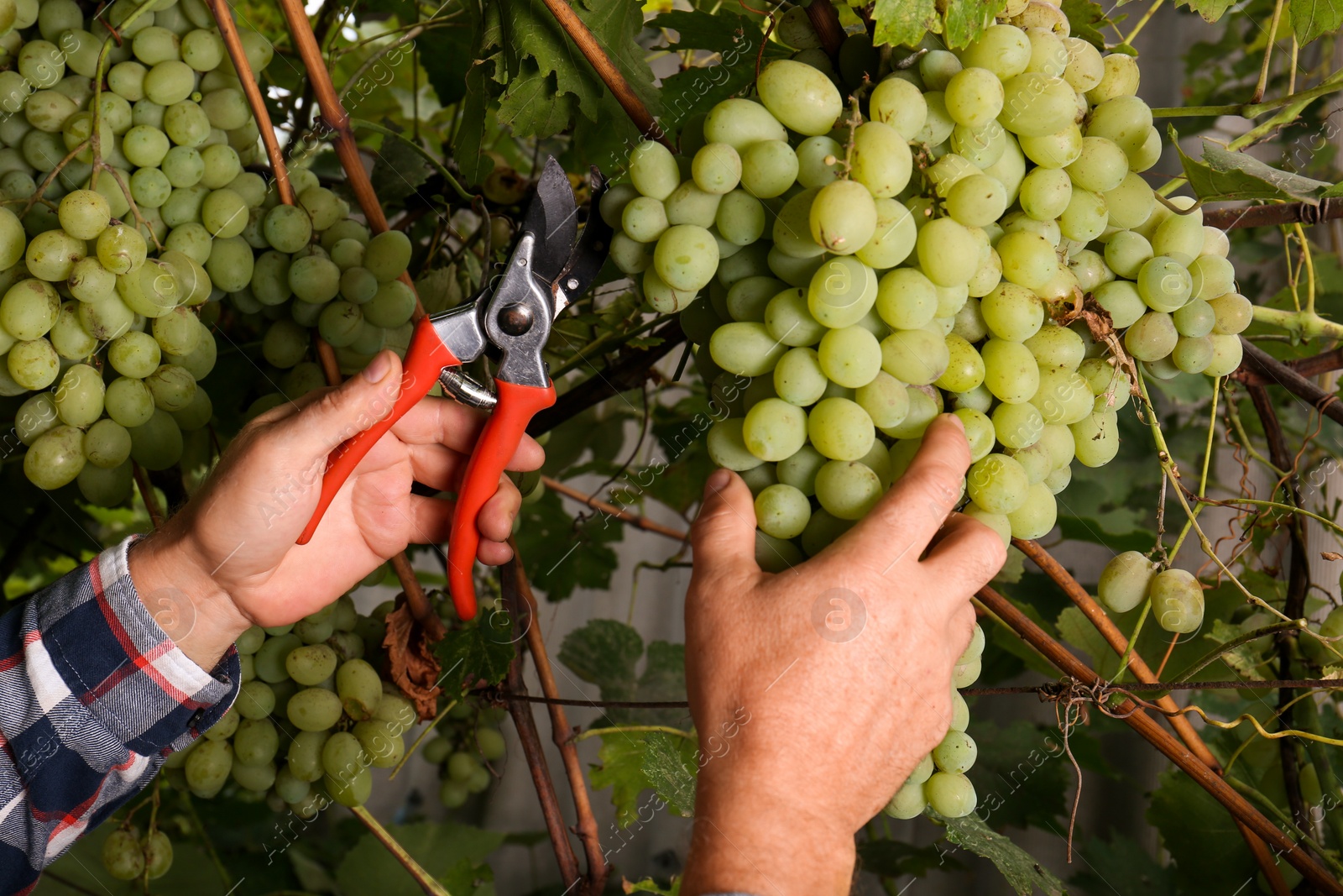 Photo of Farmer with secateurs picking ripe grapes in garden, closeup