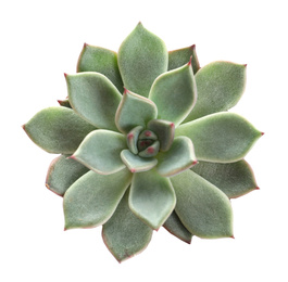 Image of Beautiful succulent on white background, top view