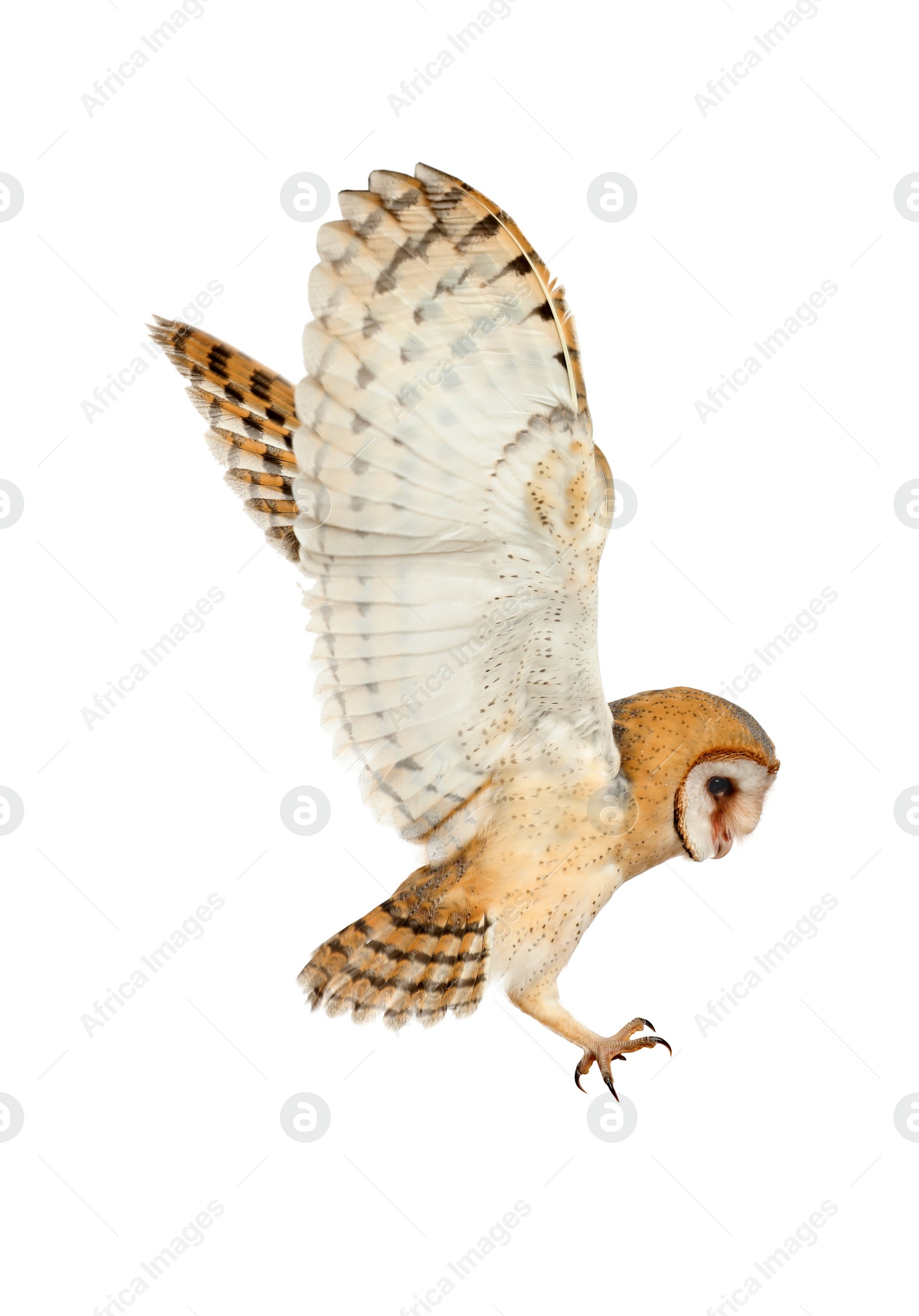 Photo of Beautiful common barn owl flying on white background