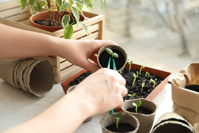 Photo of Woman taking care of seedling at table indoors, closeup