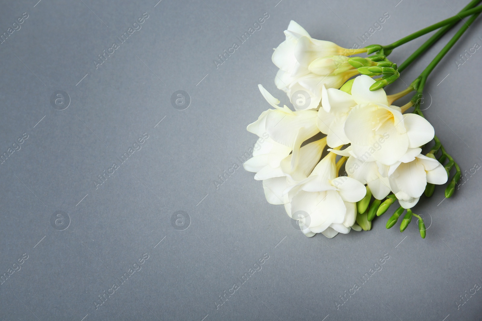 Photo of Beautiful freesia flowers on grey background