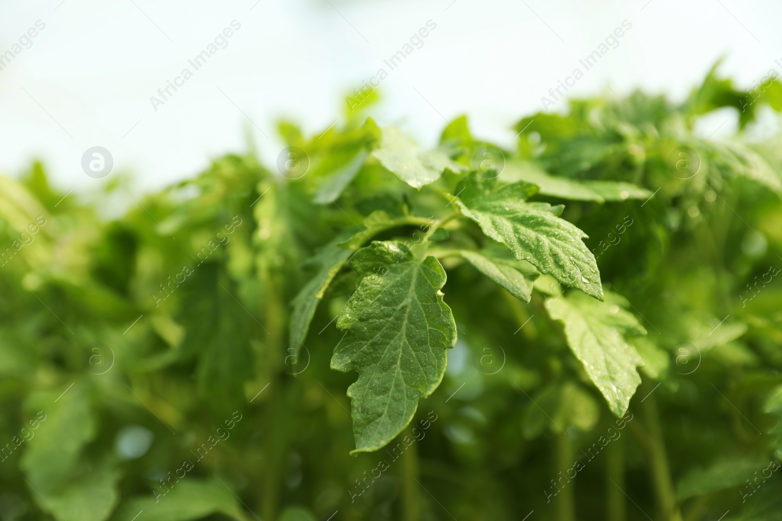 Photo of Green tomato seedling on blurred background, closeup