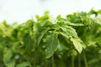 Green tomato seedling on blurred background, closeup