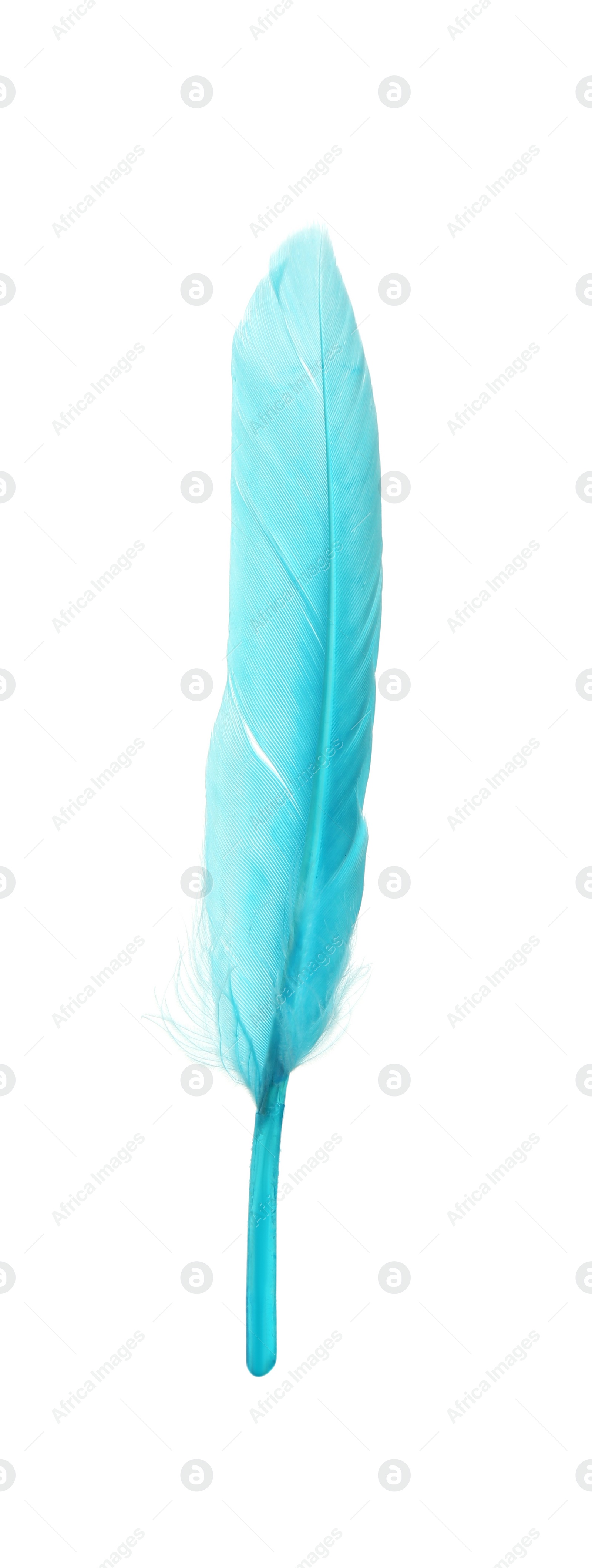 Photo of Beautiful light blue feather isolated on white