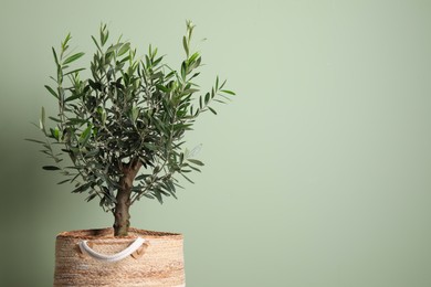 Photo of Olive tree in pot on green background, space for text