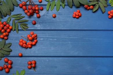 Photo of Fresh ripe rowan berries and green leaves on blue wooden table, flat lay. Space for text