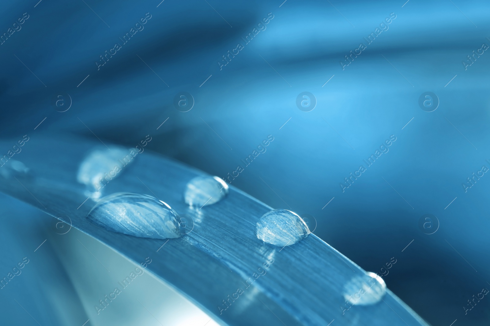 Image of Water drops on leaf against blurred background, closeup. Toned in blue