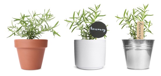 Image of Rosemary plants growing in different pots isolated on white