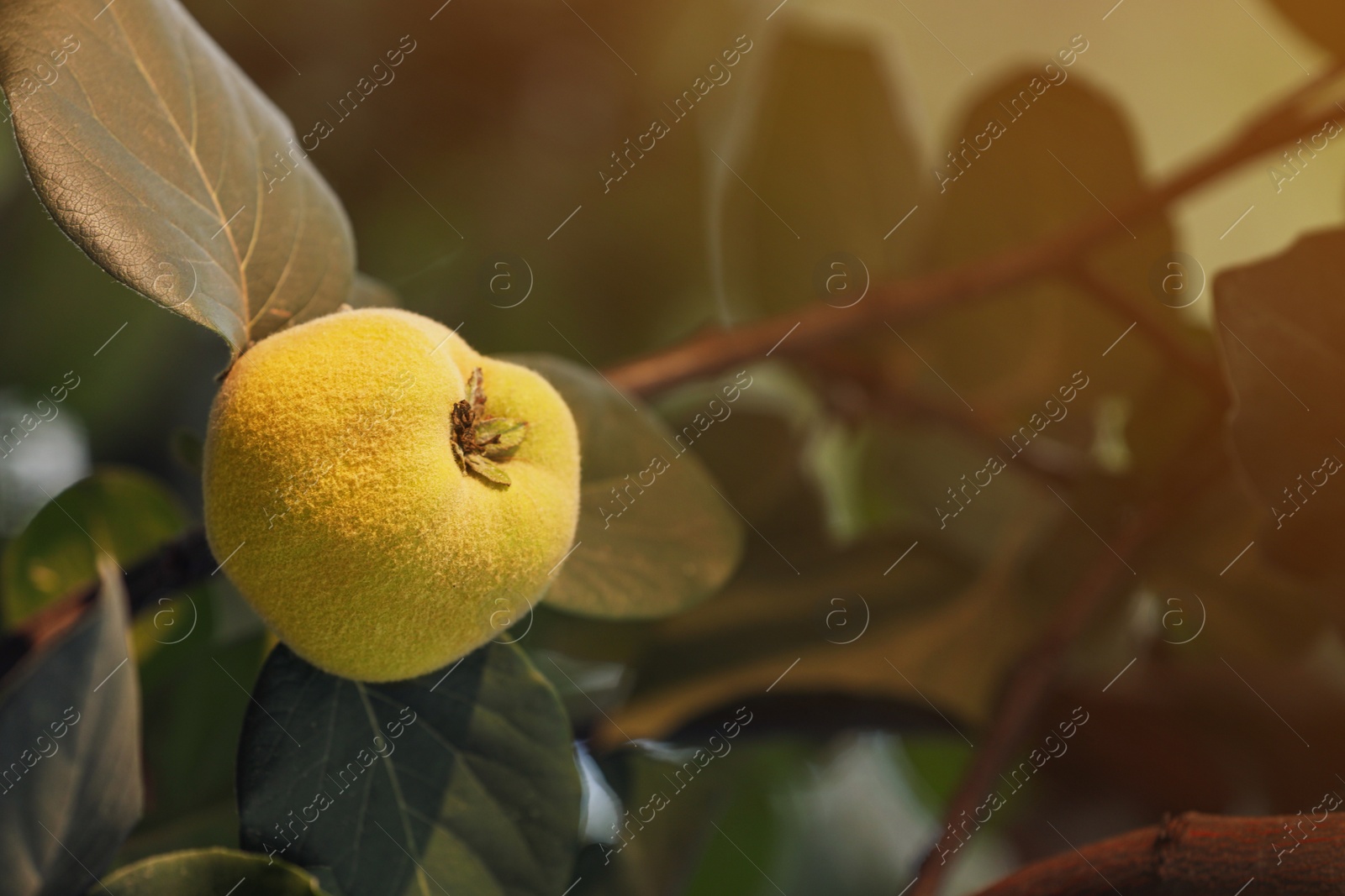 Photo of Quince tree branch with fruit outdoors, closeup. Space for text