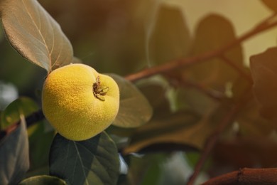 Photo of Quince tree branch with fruit outdoors, closeup. Space for text