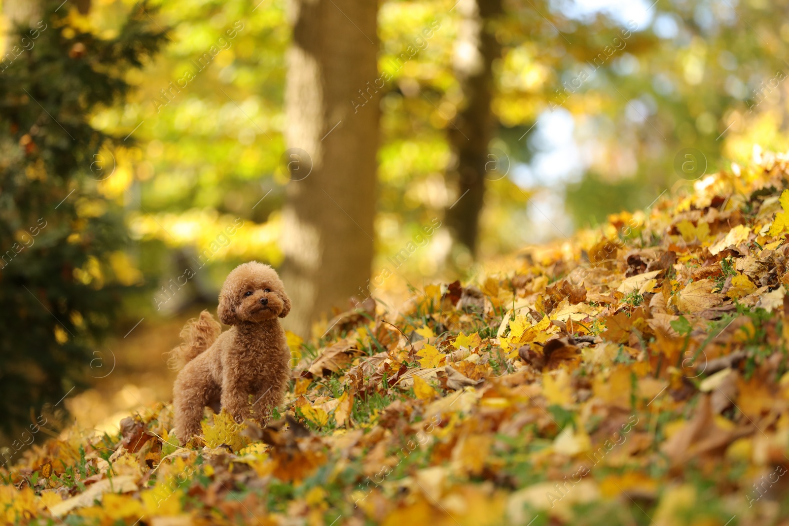 Photo of Cute Maltipoo dog in autumn park, space for text