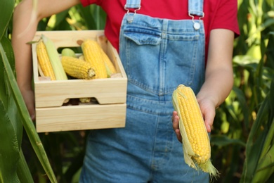 Woman holding wooden crate with fresh ripe corn on field, closeup