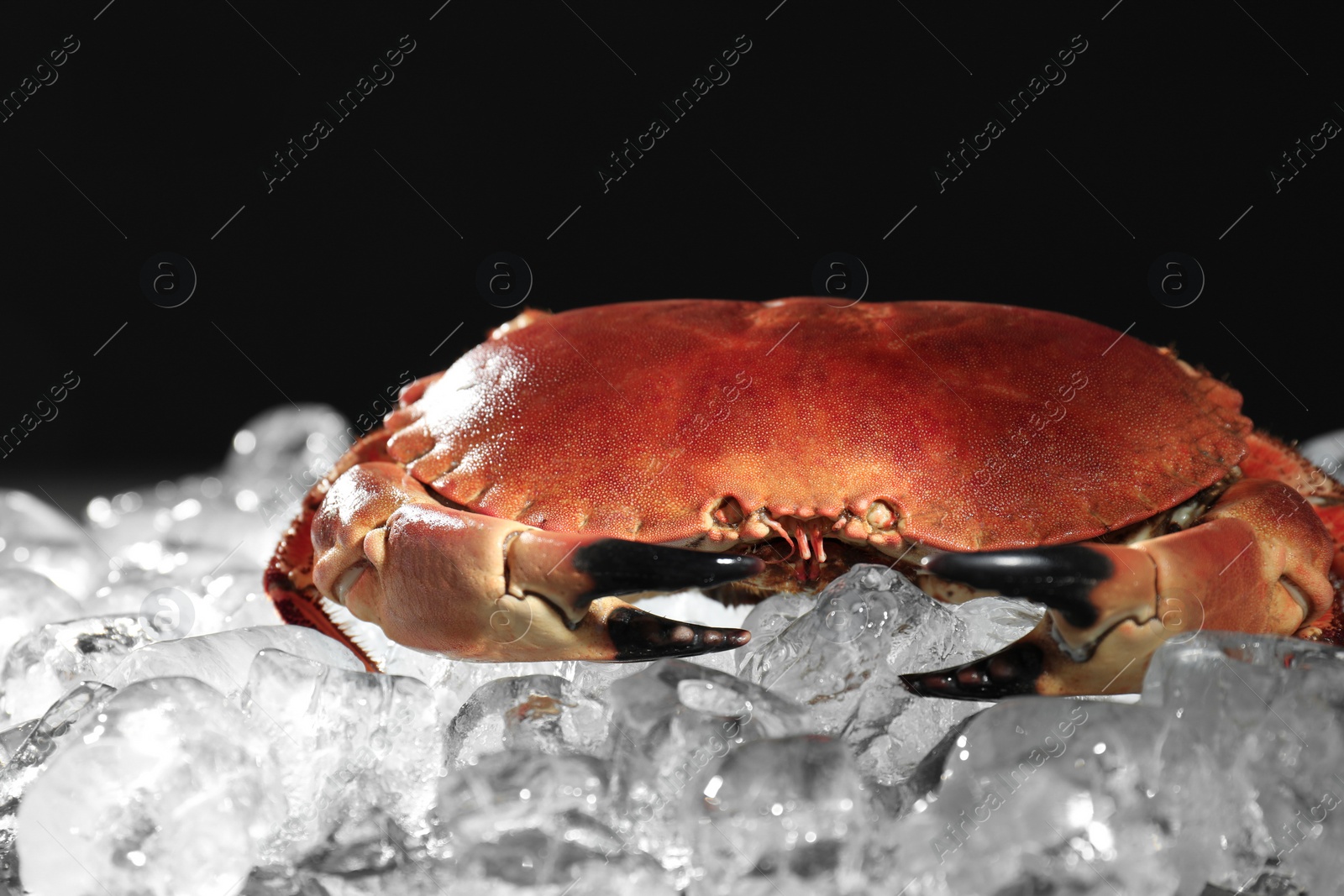 Photo of Delicious boiled crab on ice cubes against black background, closeup