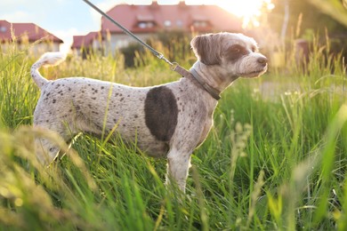 Photo of Cute dog with leash in green grass outdoors
