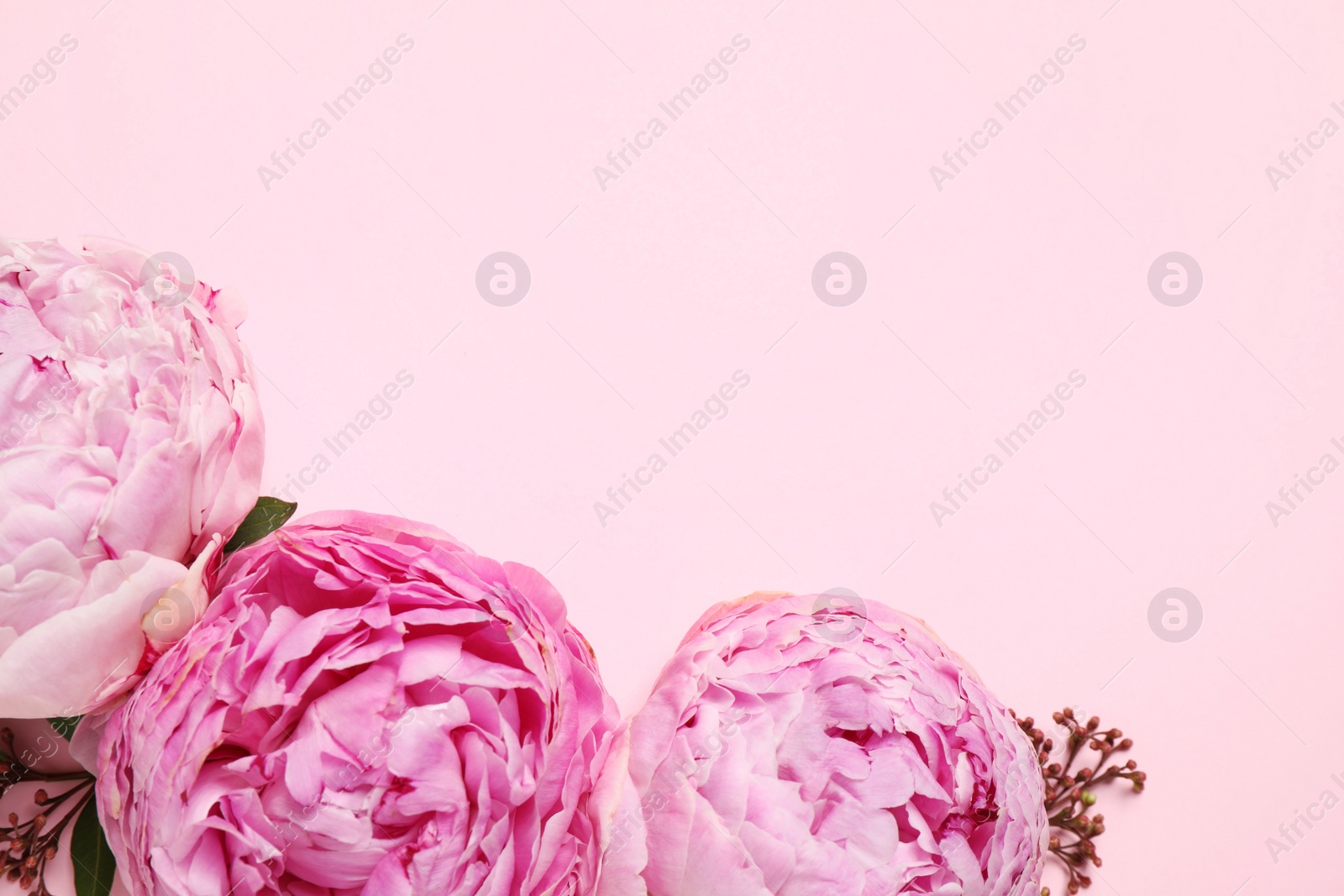 Photo of Flat lay composition with beautiful flowers and space for text on pink background. Floral card design