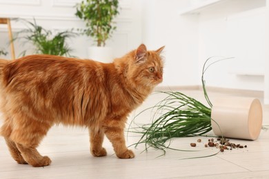 Photo of Cute cat near overturned houseplant at home