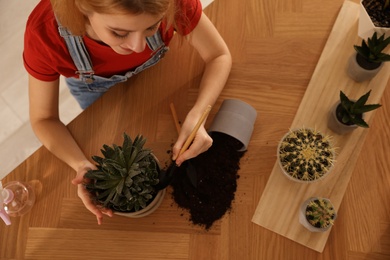 Photo of Young woman potting succulent plant at home, top view. Engaging hobby