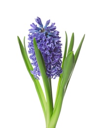 Photo of Beautiful spring hyacinth flower isolated on white