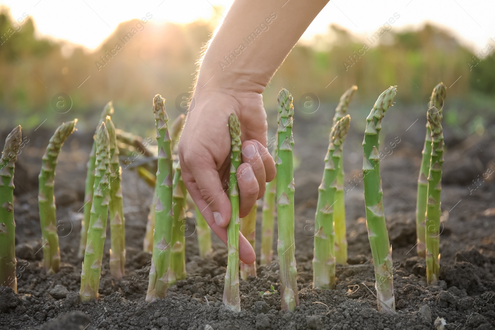 Photo of Man picking fresh asparagus in field, closeup