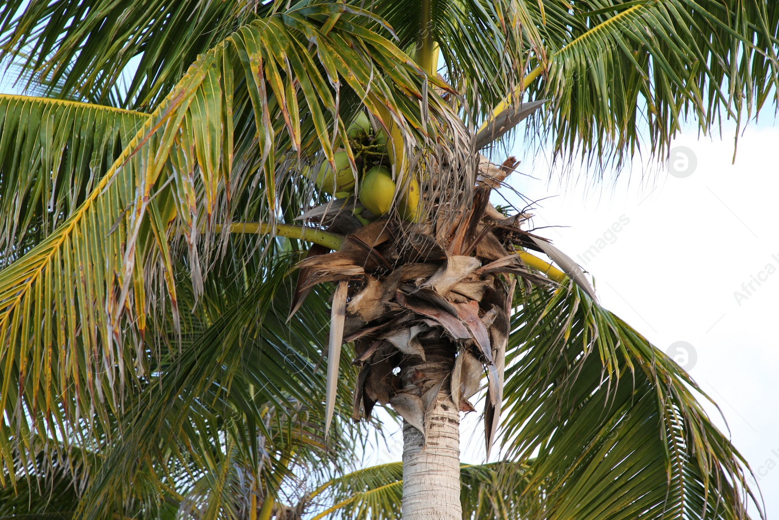 Photo of Beautiful palm tree with green leaves under clear sky