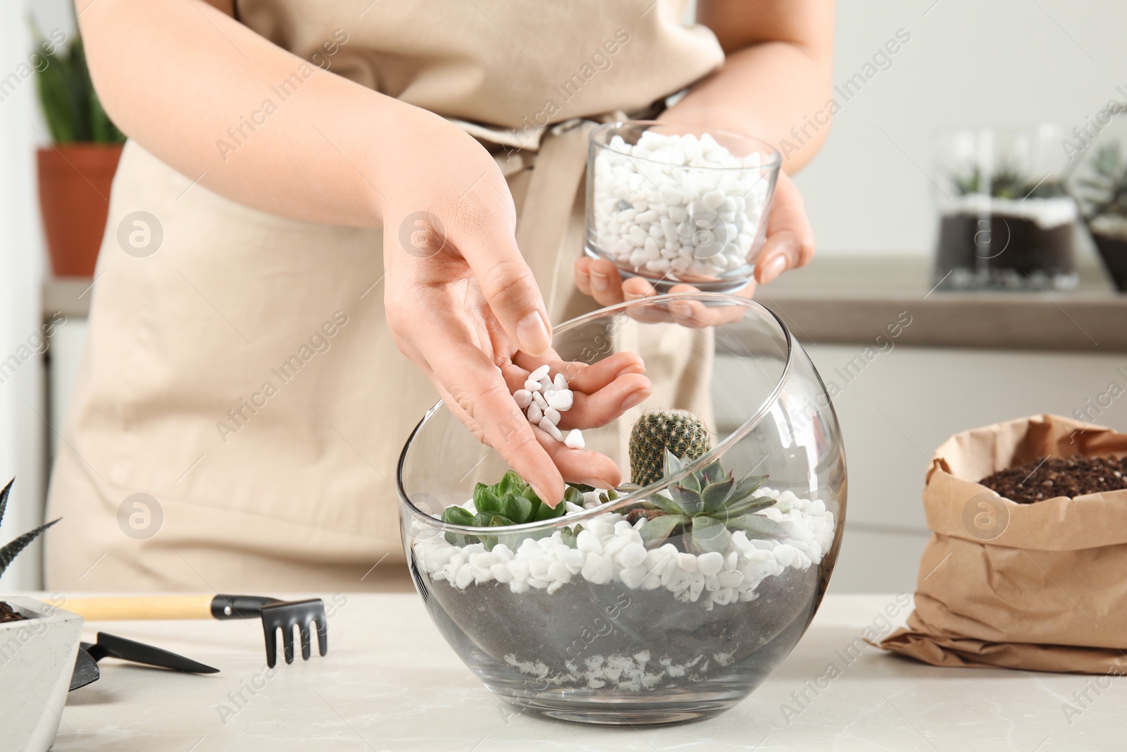 Photo of Young woman making florarium of succulents at table, closeup