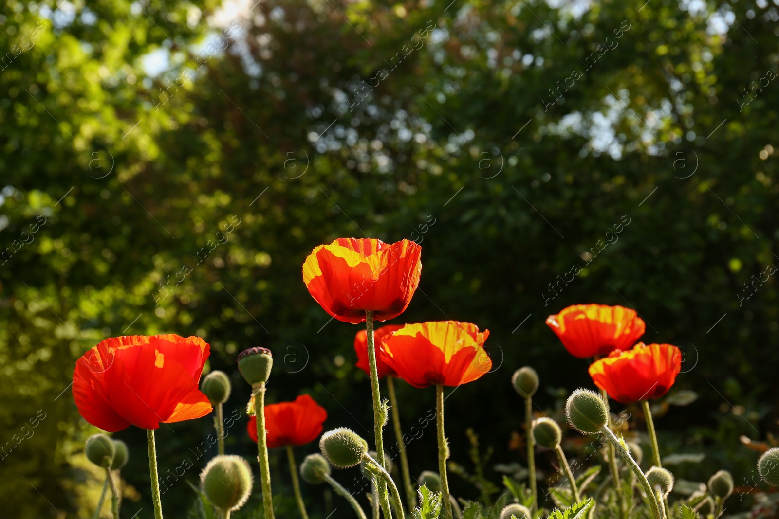 Photo of Beautiful red poppy flowers outdoors on sunny day